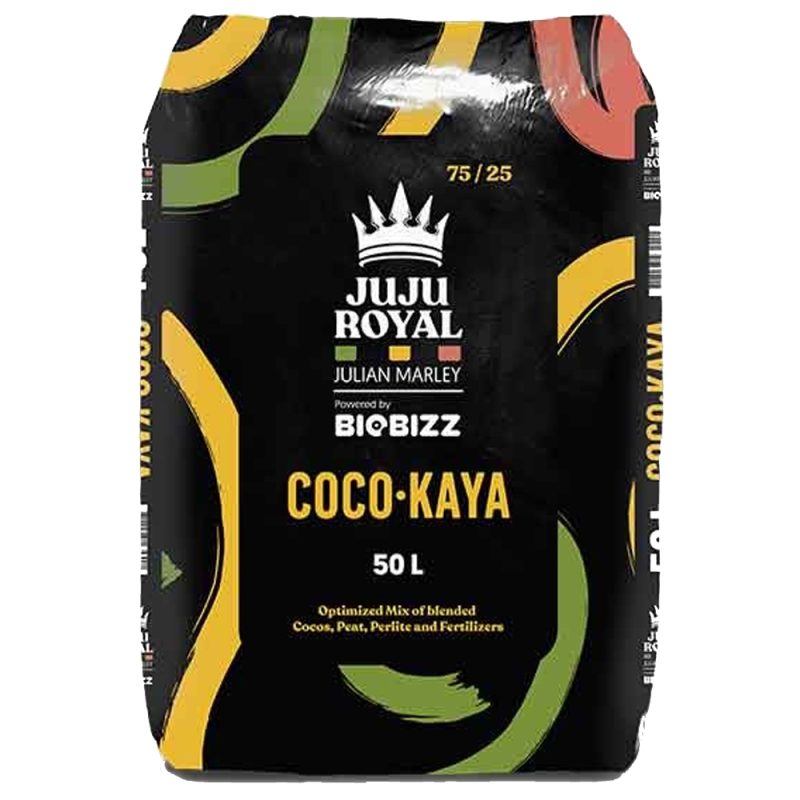 coco kaya juju royal jpg